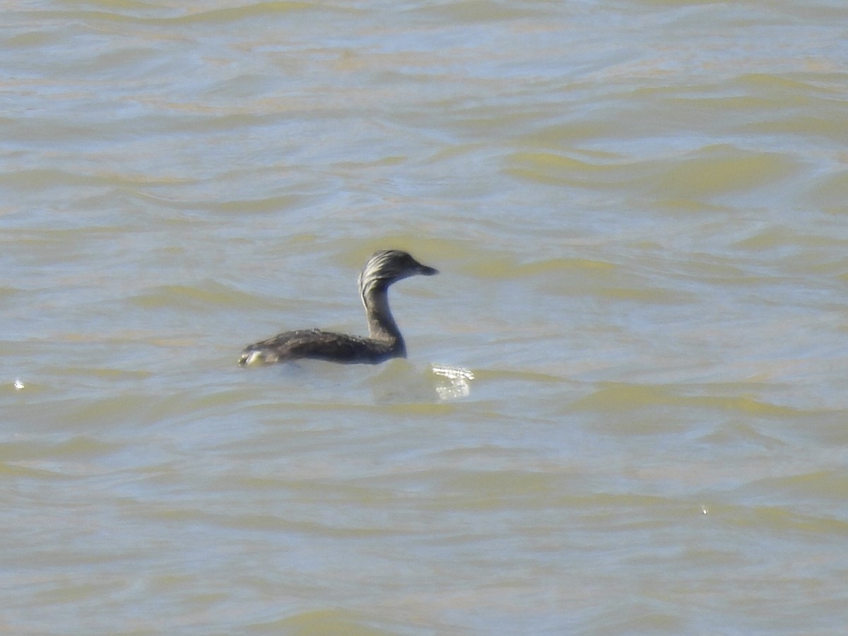 Hoary-headed Grebe - ML616137879