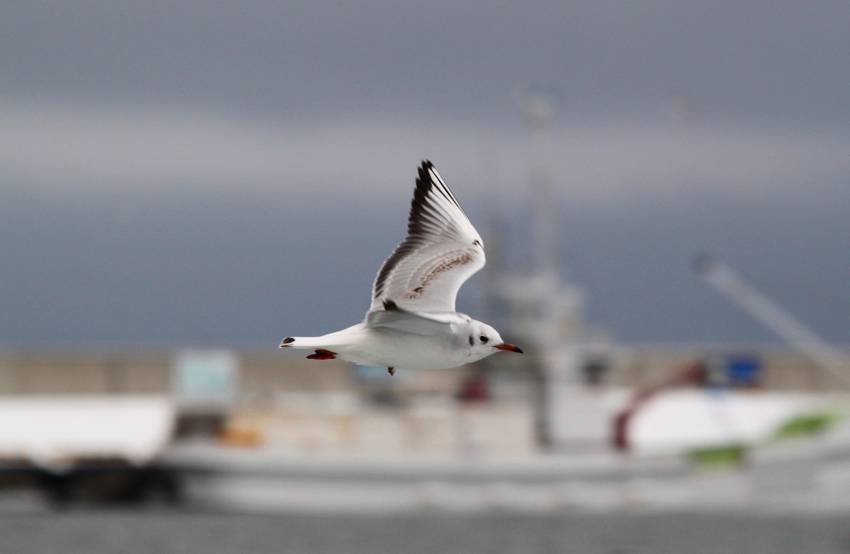 hettemåke - ML616137888