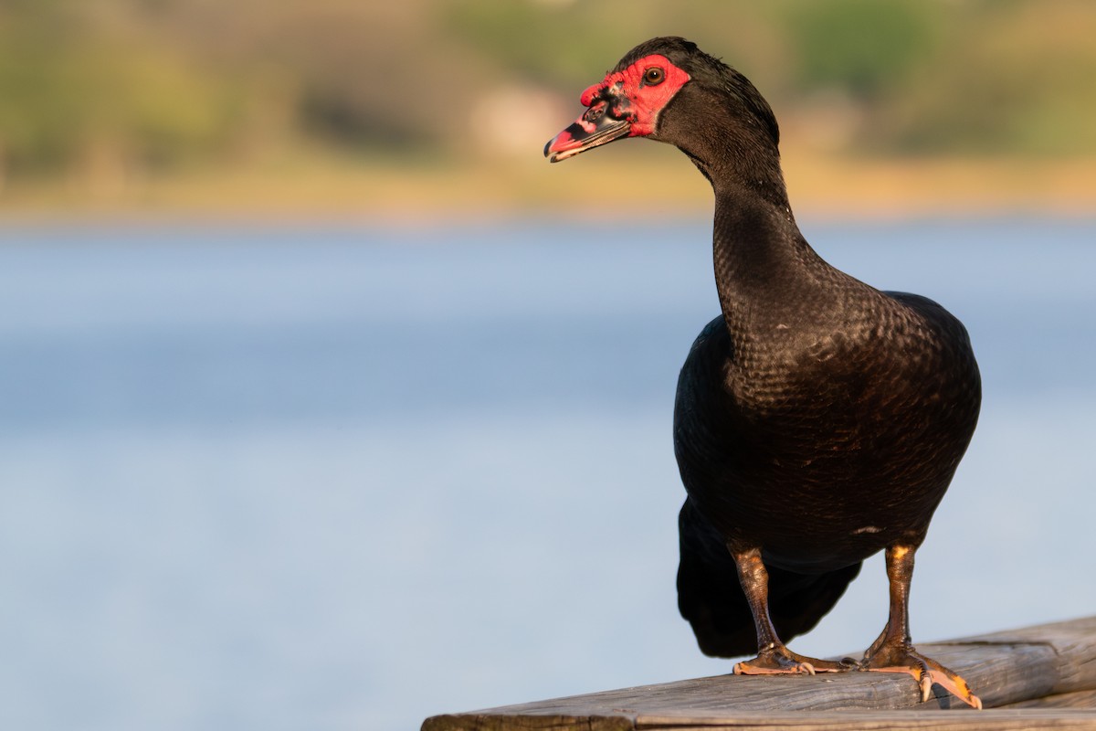Muscovy Duck (Domestic type) - Percy Ulsamer