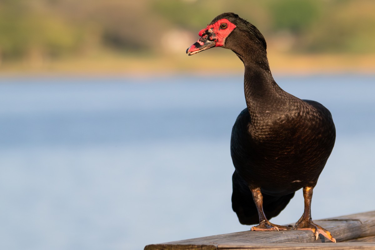 Muscovy Duck (Domestic type) - ML616137899