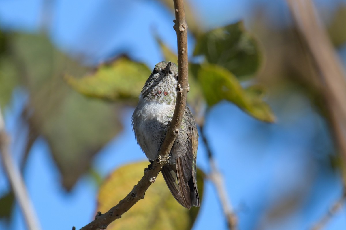 Calliope Hummingbird - ML616137916