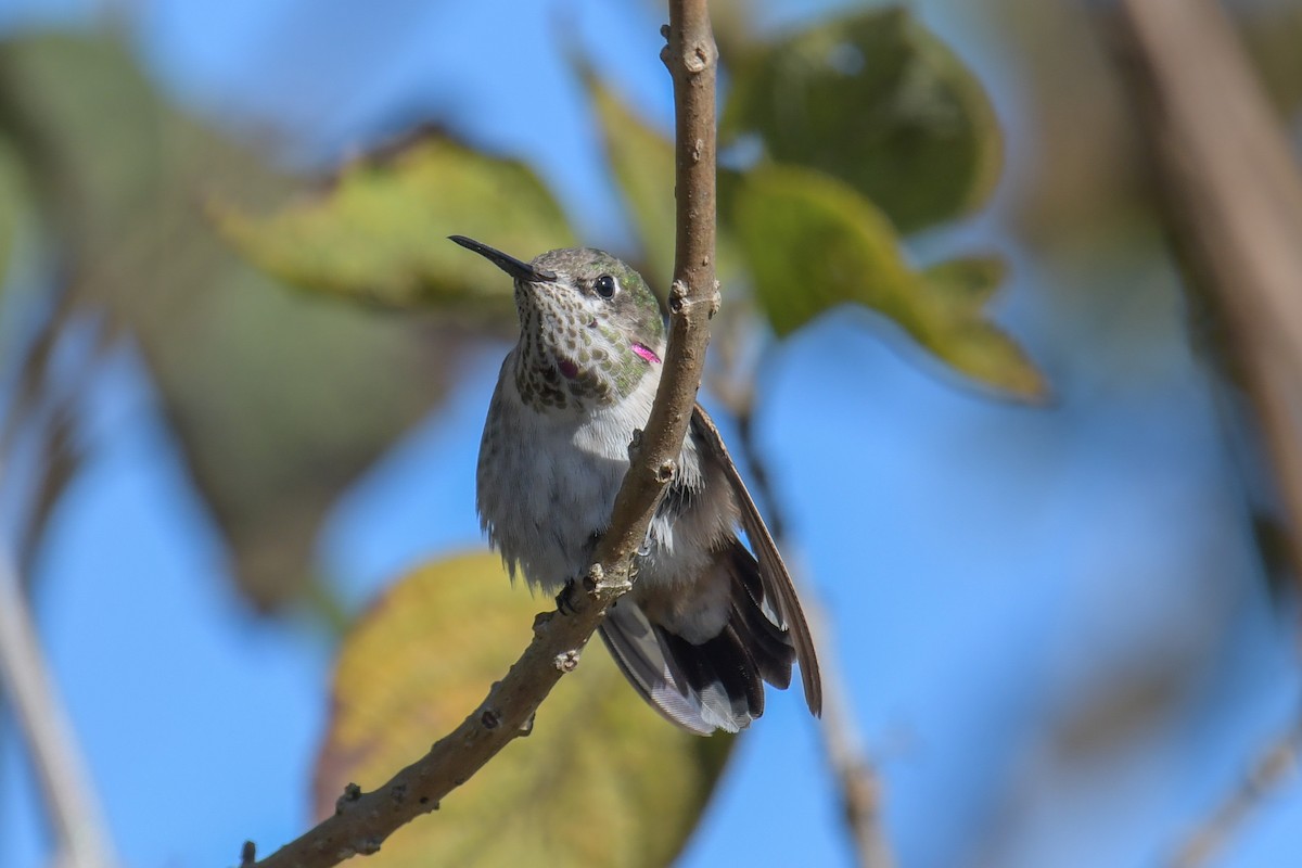 Calliope Hummingbird - ML616137917