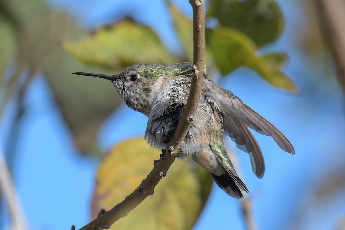 Calliope Hummingbird - ML616137918