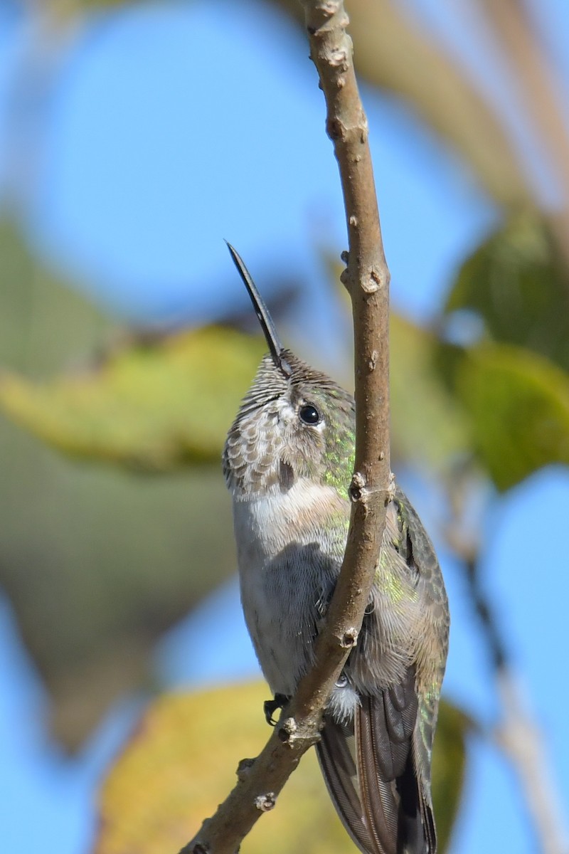 Calliope Hummingbird - ML616137919