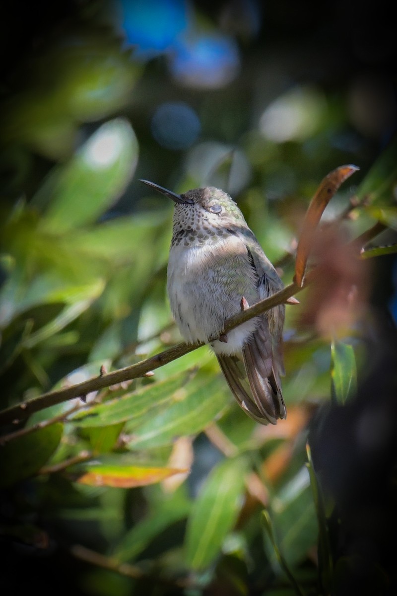 Calliope Hummingbird - ML616137920