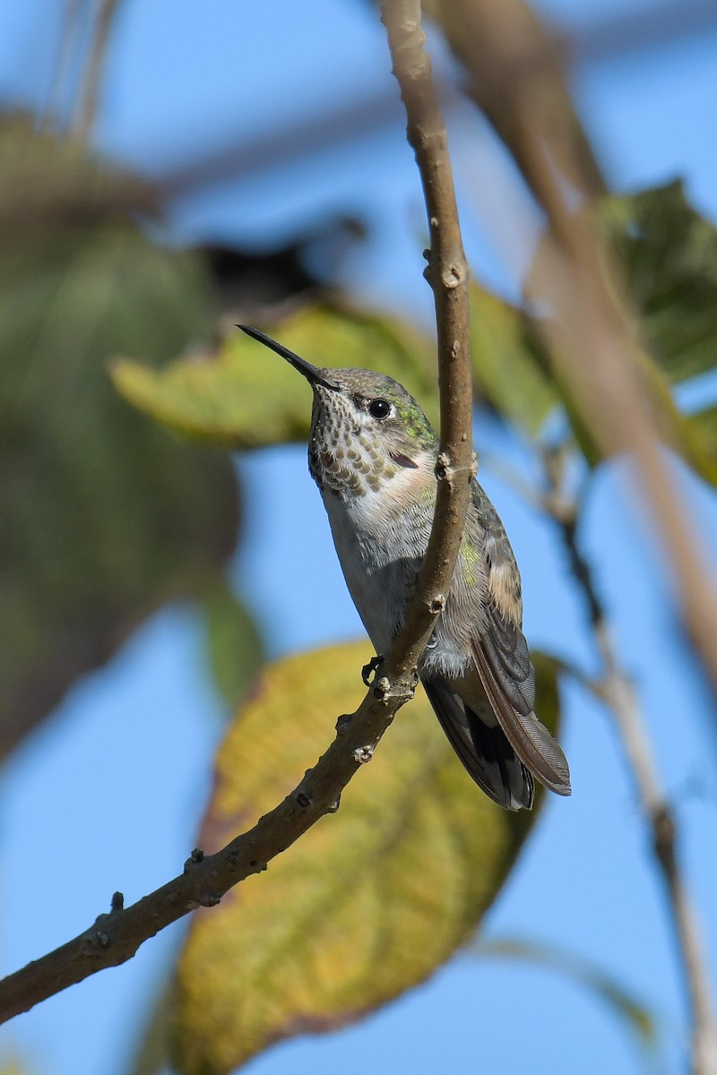 Calliope Hummingbird - ML616137921