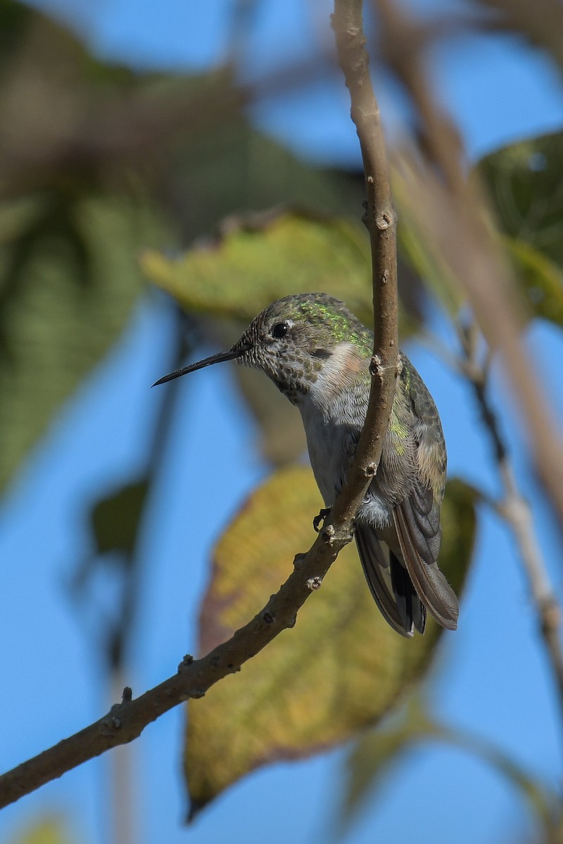 Calliope Hummingbird - ML616137922