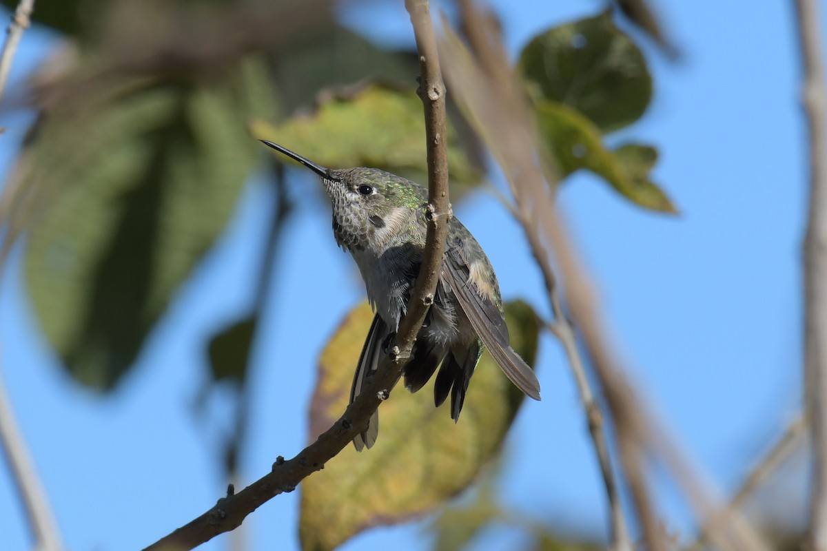 Calliope Hummingbird - ML616137923