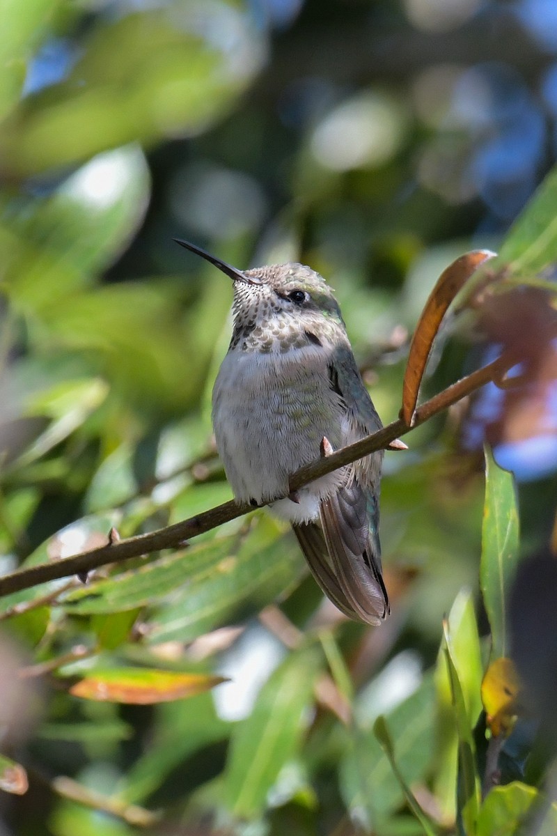 Calliope Hummingbird - ML616137924