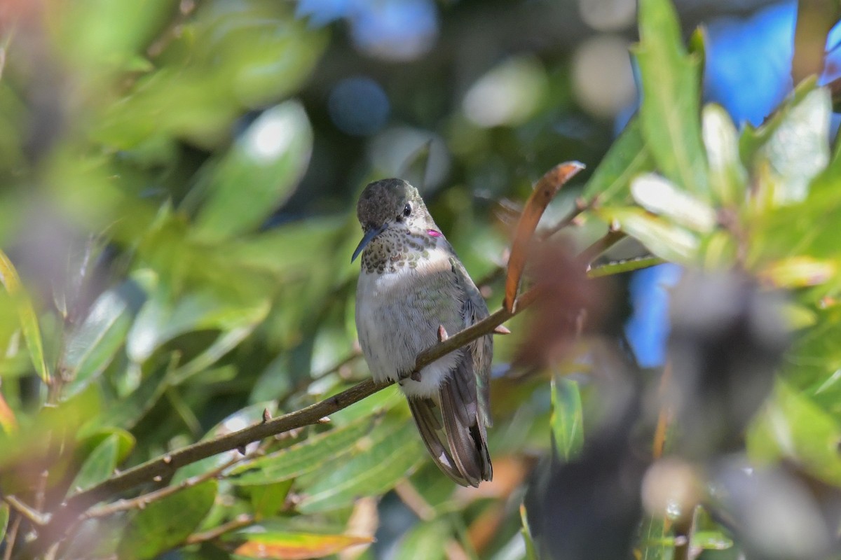 Calliope Hummingbird - ML616137925