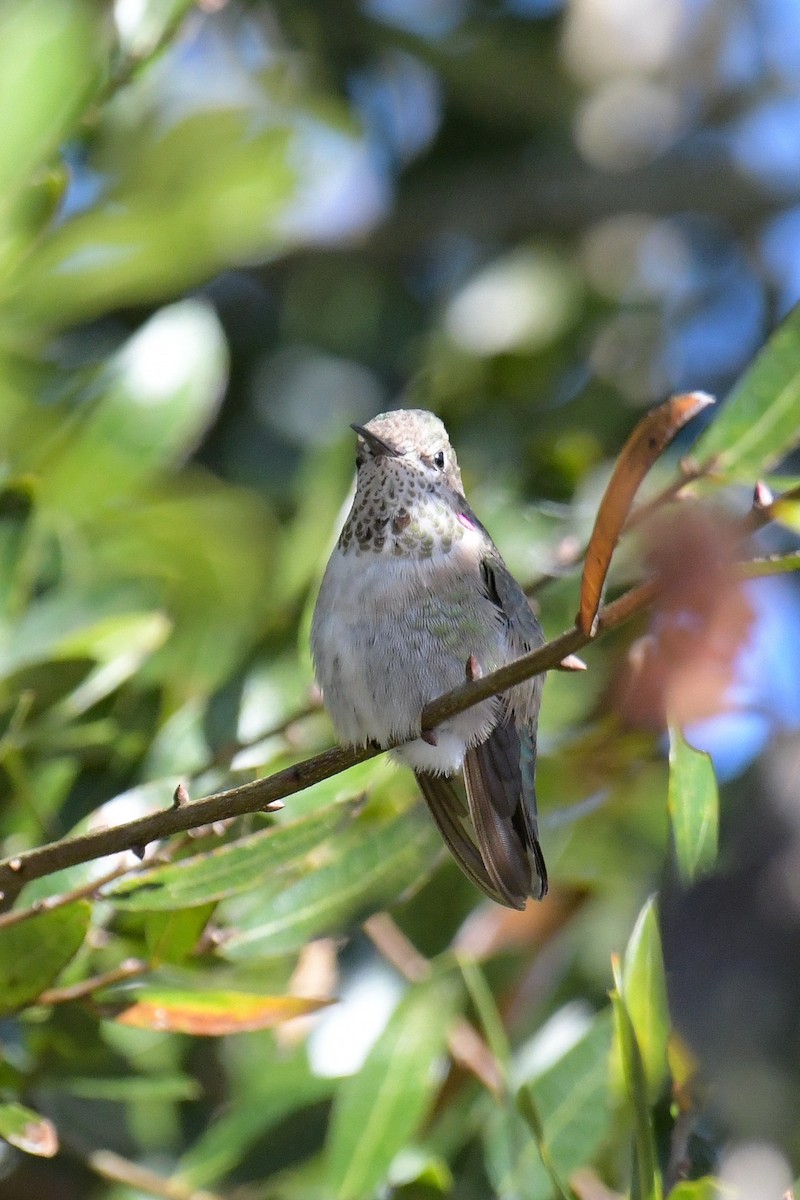 Calliope Hummingbird - ML616137926