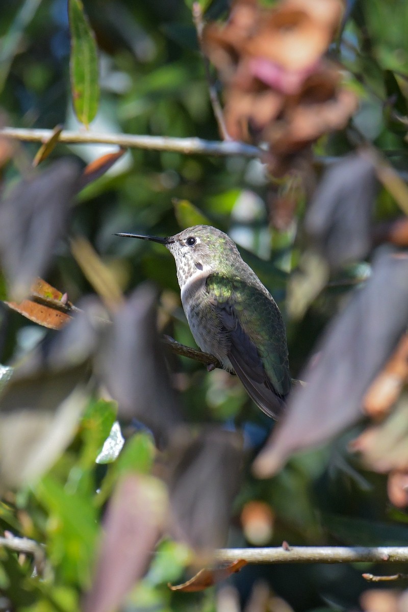 Calliope Hummingbird - ML616137927