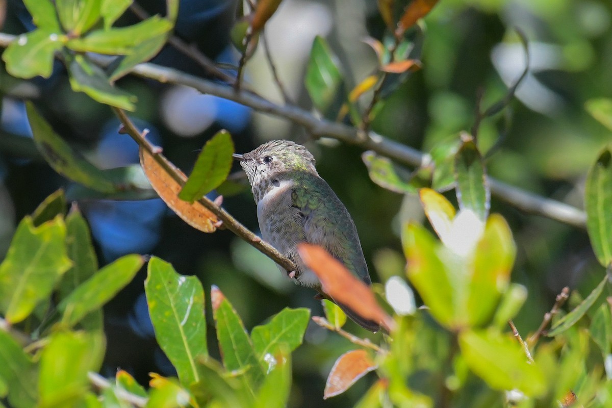 Calliope Hummingbird - ML616137928