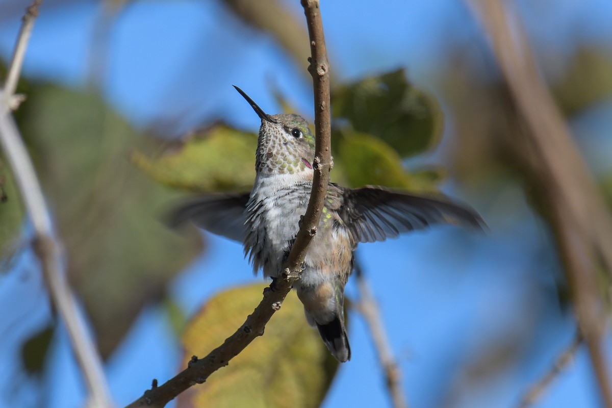Calliope Hummingbird - ML616137931