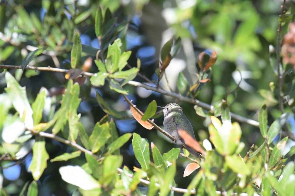 Calliope Hummingbird - ML616137932