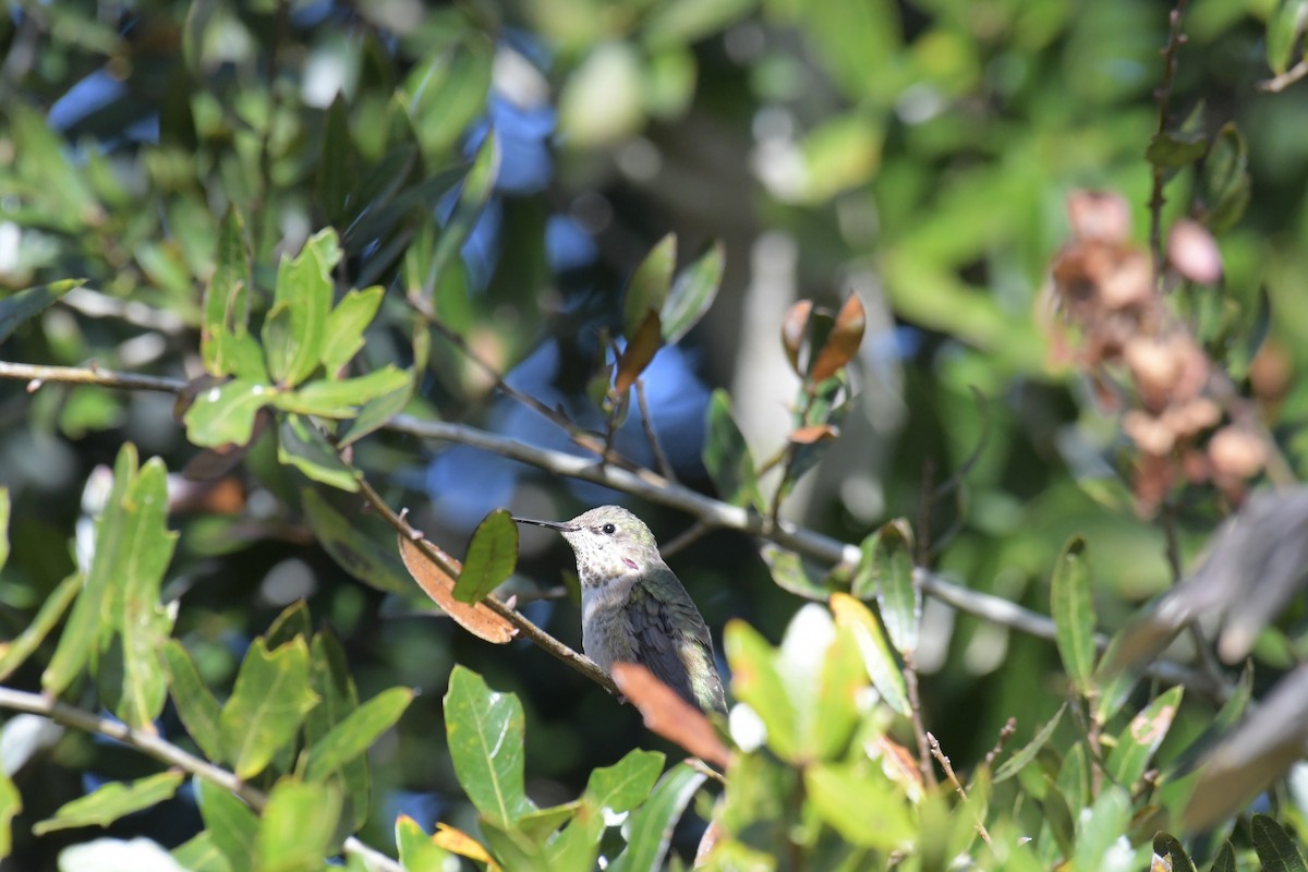 Calliope Hummingbird - ML616137933