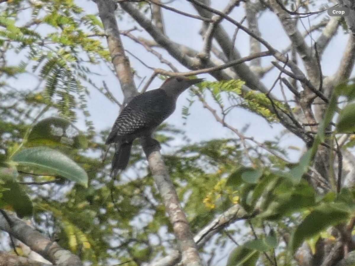 Golden-fronted Woodpecker (Velasquez's) - ML616138017