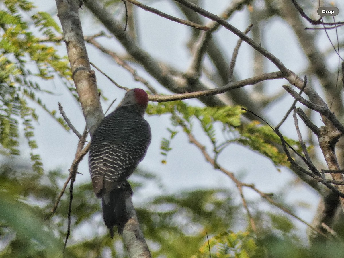 Golden-fronted Woodpecker (Velasquez's) - ML616138019