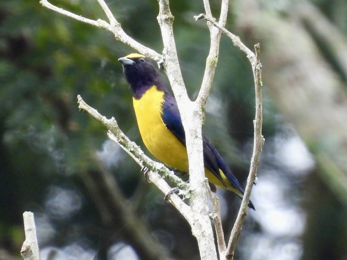 Purple-throated Euphonia - ML616138057