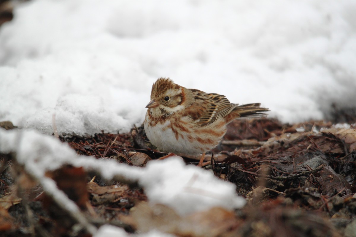 Rustic Bunting - ML616138073