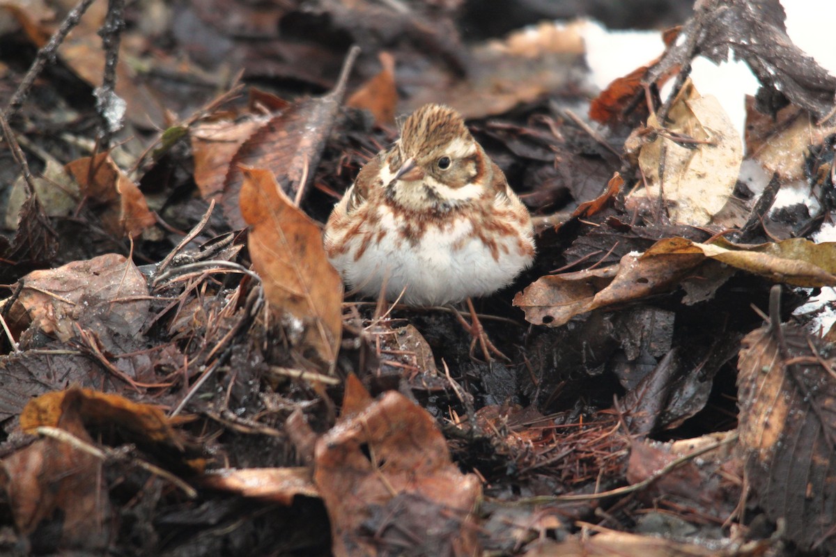 Rustic Bunting - ML616138074