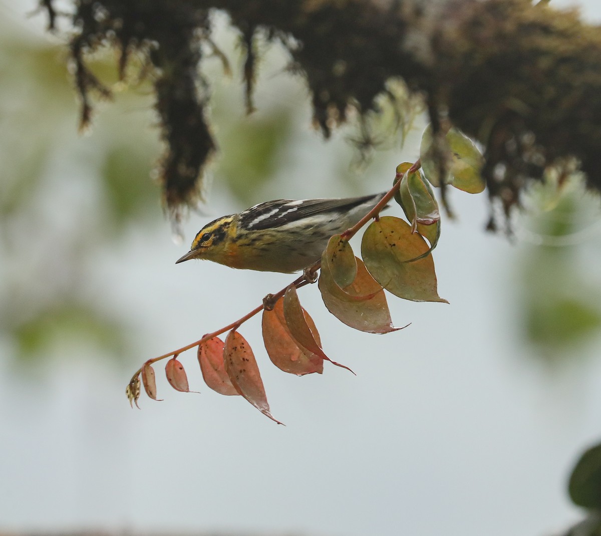 Blackburnian Warbler - ML616138080