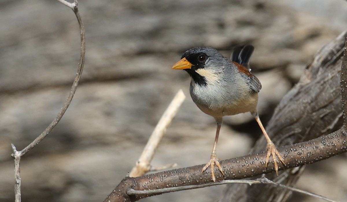 Buff-bridled Inca-Finch - ML61613811