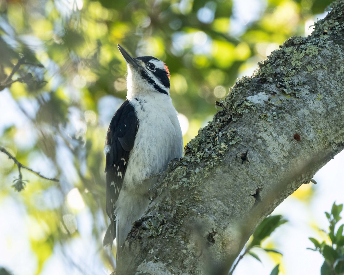 Hairy Woodpecker - ML616138111