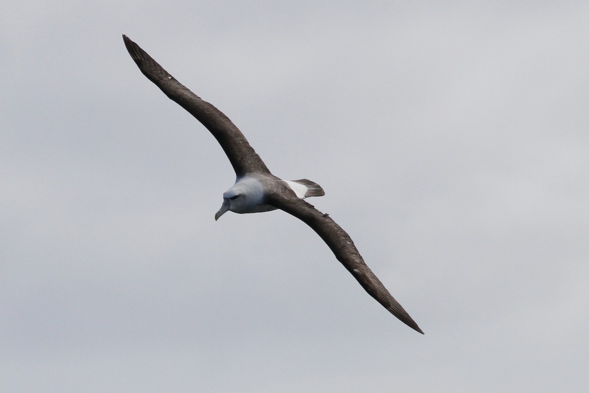 Albatros à cape blanche - ML616138115