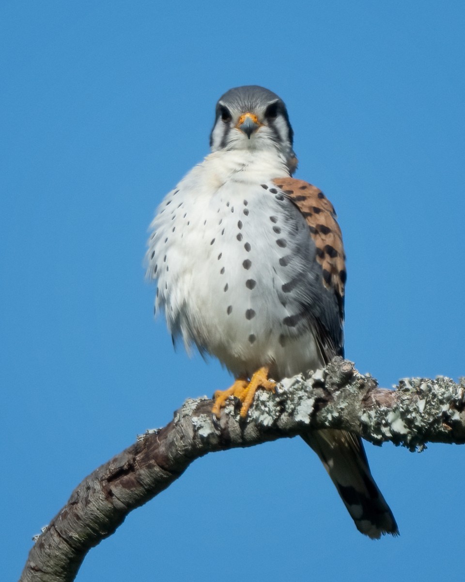 American Kestrel - ML616138130