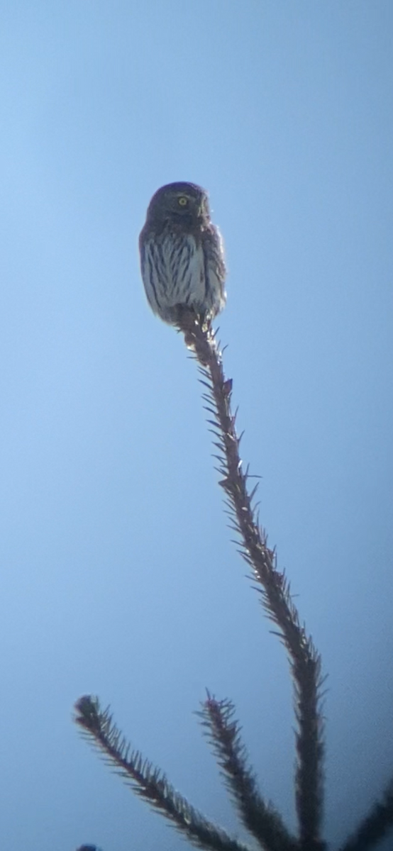 Northern Pygmy-Owl - Shep Thorp