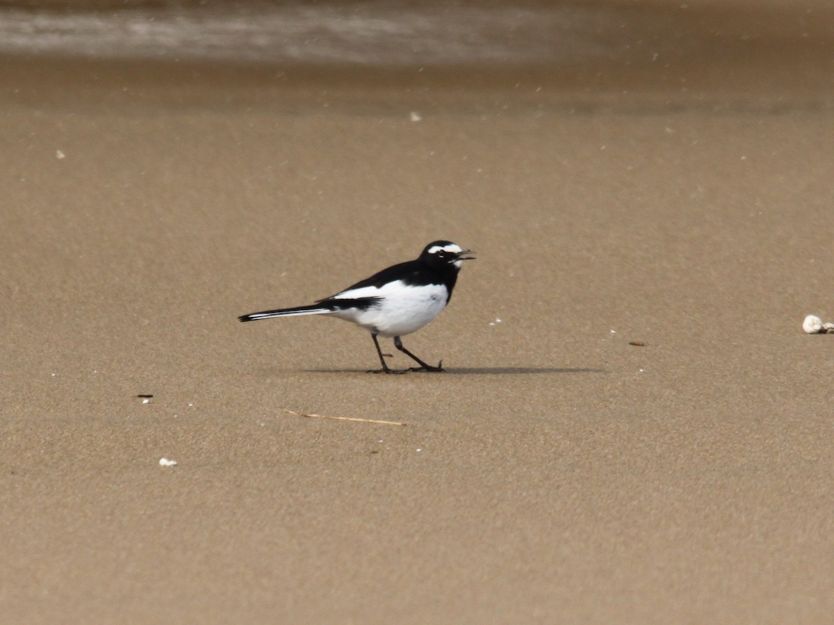 Japanese Wagtail - ML616138166