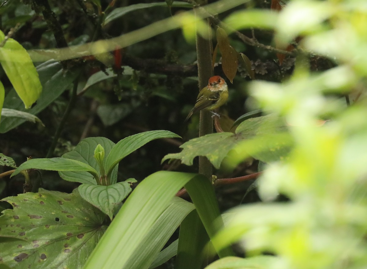 Rufous-crowned Tody-Flycatcher - ML616138215