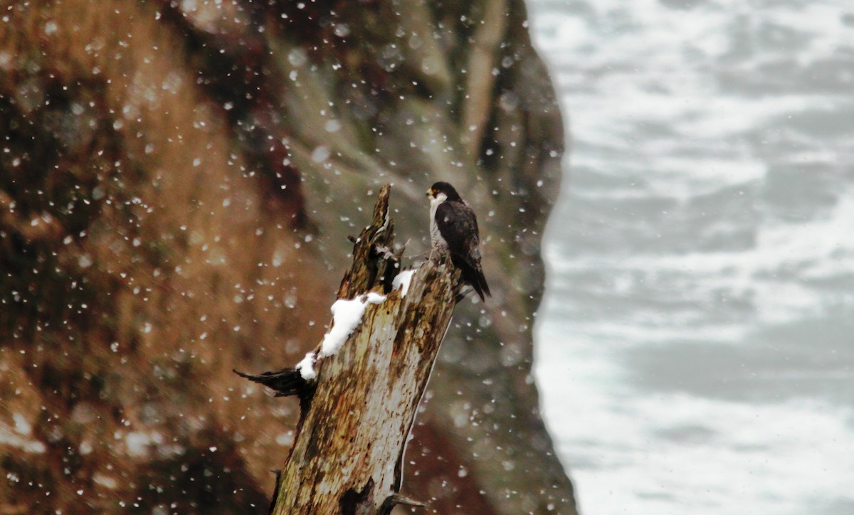 Peregrine Falcon - ML616138246