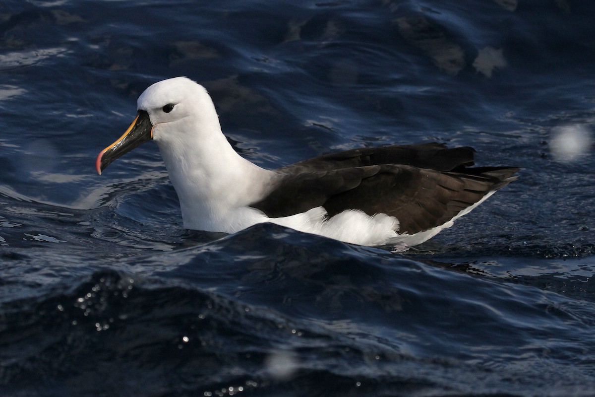 Indian Yellow-nosed Albatross - ML616138256