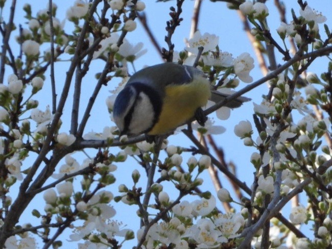 Eurasian Blue Tit - ML616138282