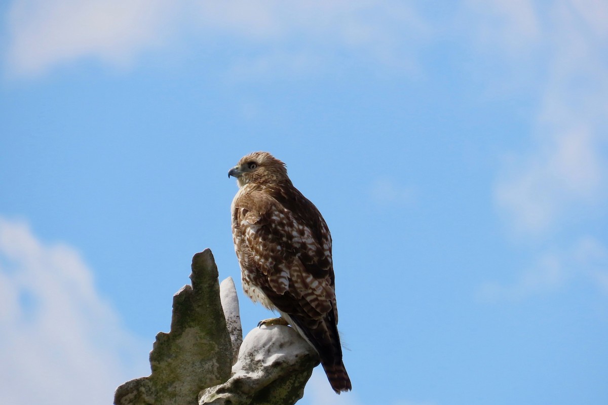 Red-tailed Hawk - ML616138299