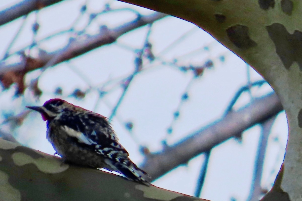 Yellow-bellied Sapsucker - ML616138305