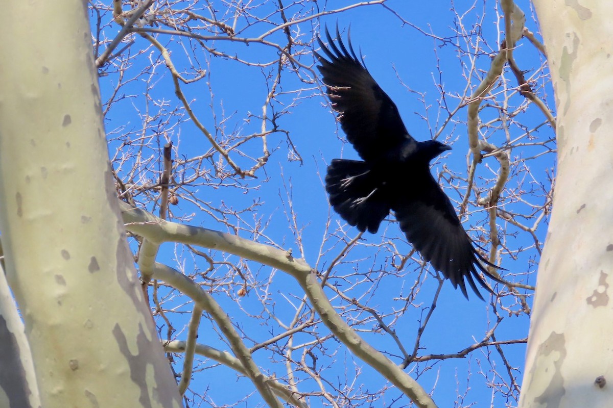 American Crow - ML616138312