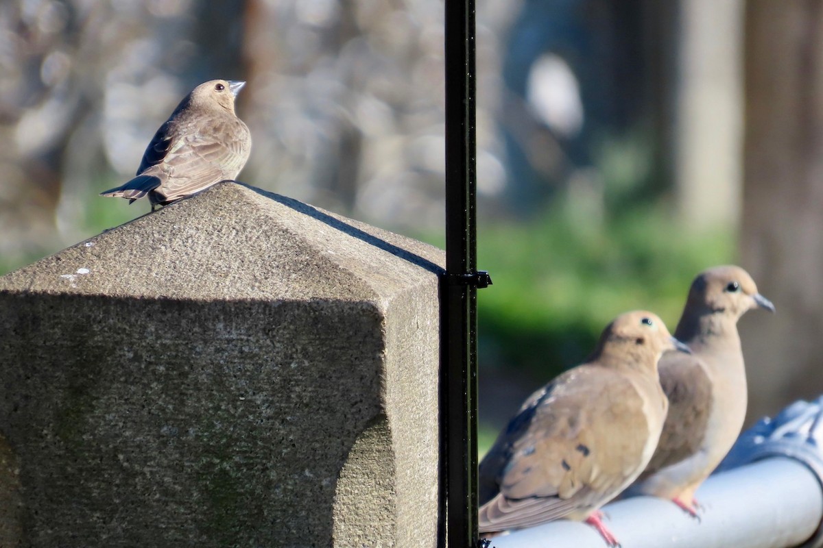 Brown-headed Cowbird - ML616138331