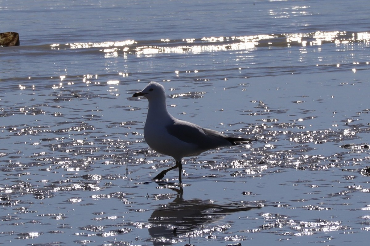 Ring-billed Gull - ML616138349