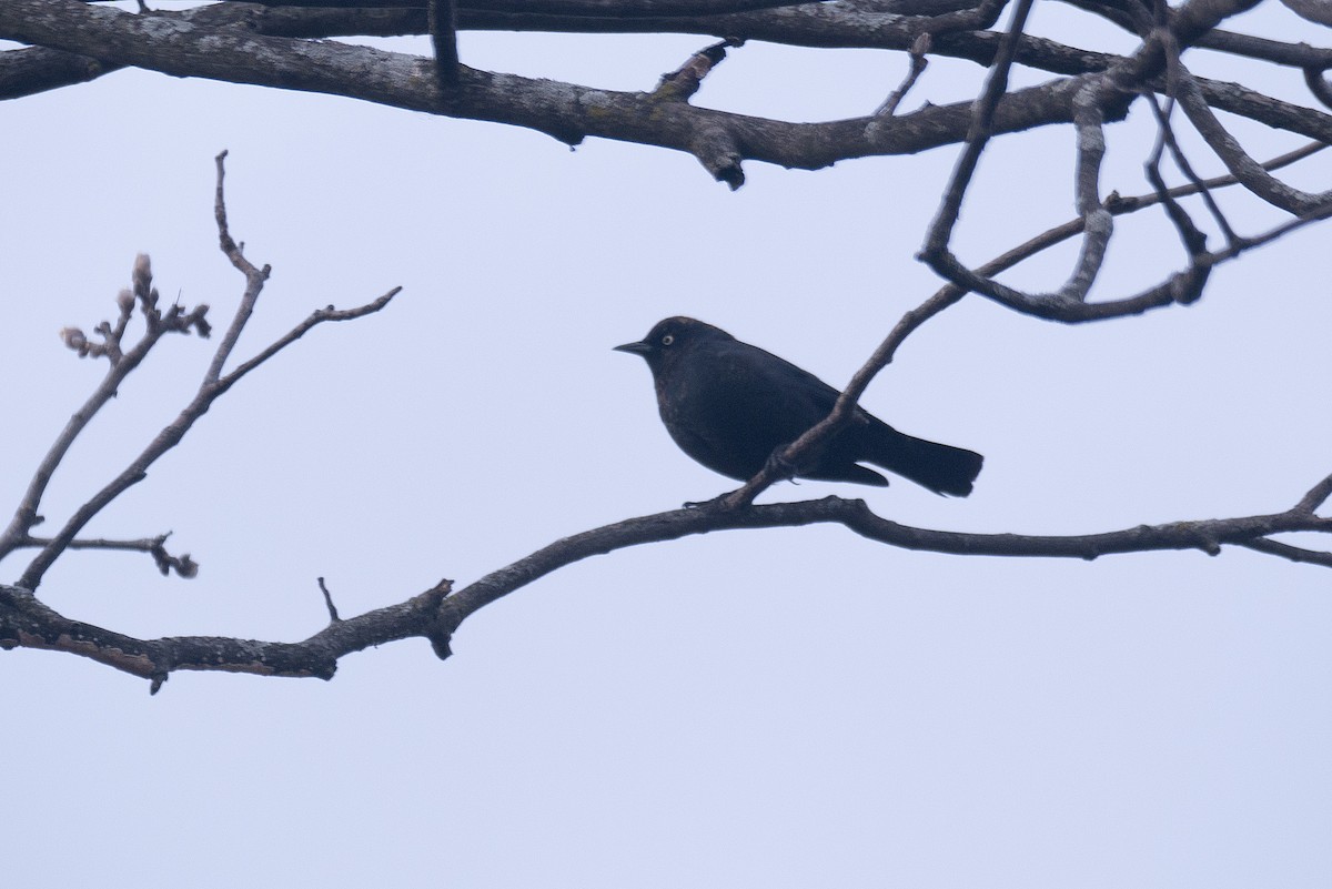 Rusty Blackbird - ML616138377