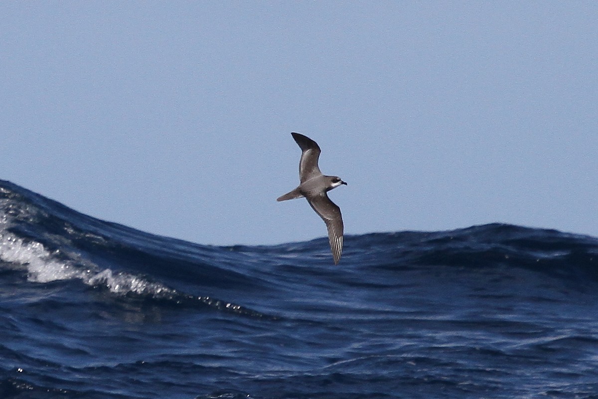 Soft-plumaged Petrel - ML616138406