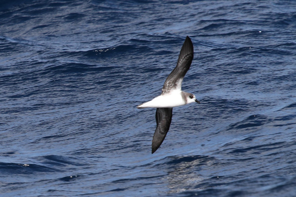 Soft-plumaged Petrel - ML616138408