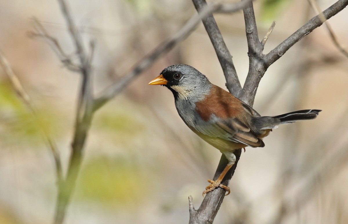 Buff-bridled Inca-Finch - ML61613841