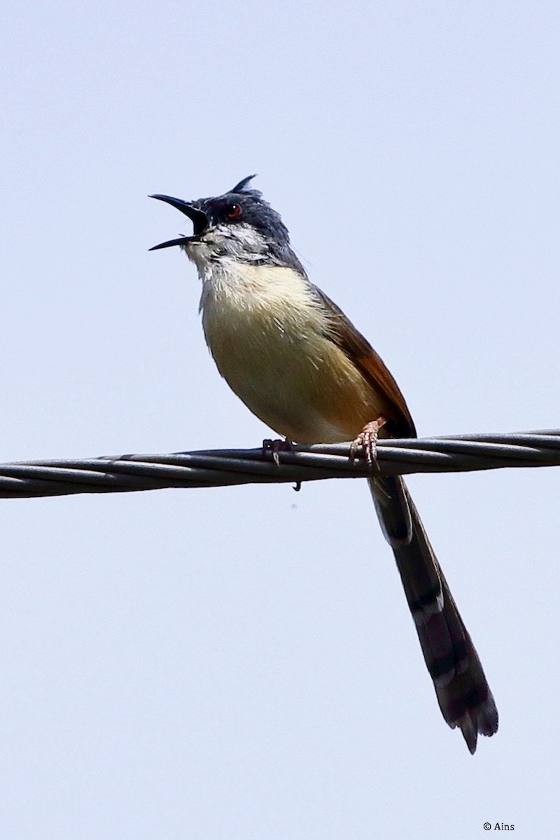 Ashy Prinia - Ains Priestman