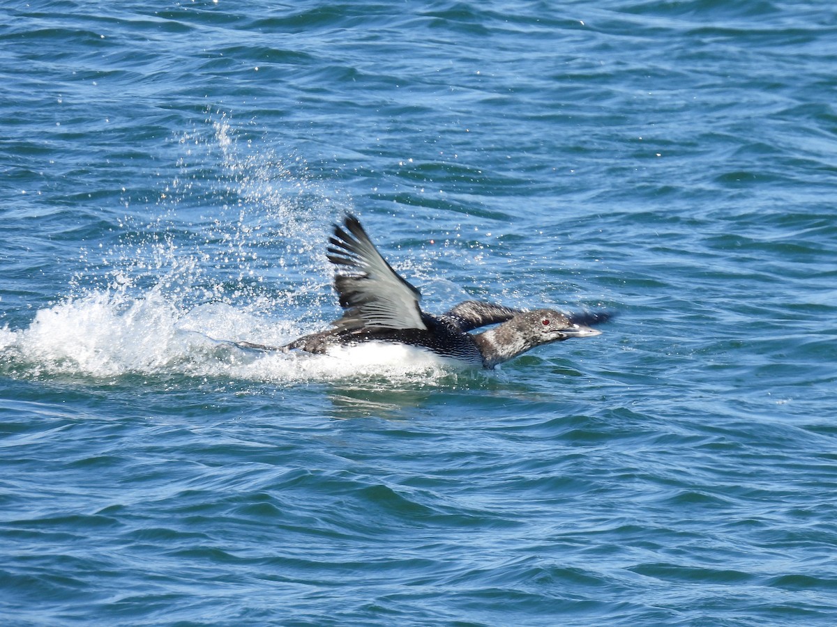 Common Loon - ML616138422