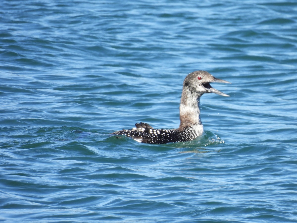 Common Loon - ML616138423