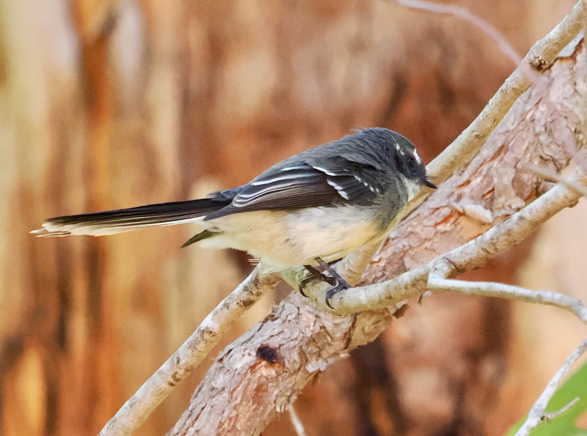 Gray Fantail (preissi) - ML616138551