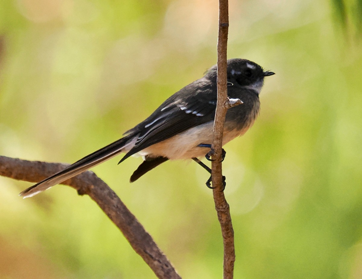 Gray Fantail (preissi) - ML616138552